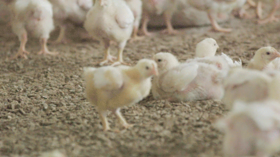 Geflügel macht Schule